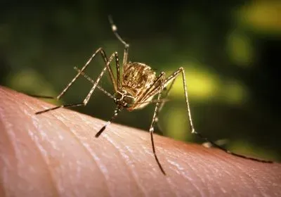 close-up of a mosquito on human skin